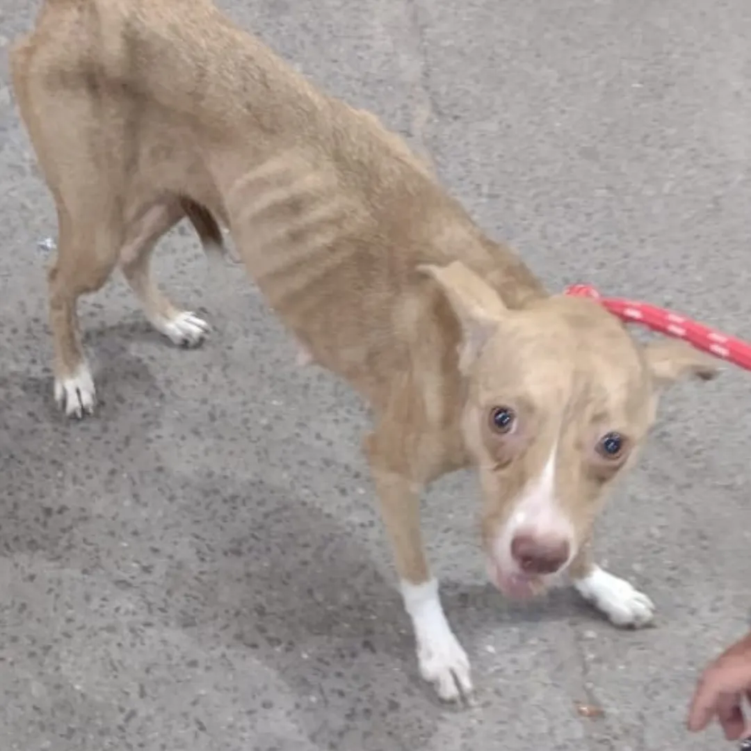 Simba antes do resgate