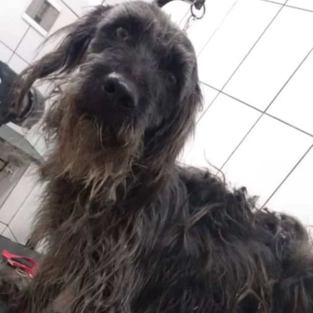 Mel antes do resgate