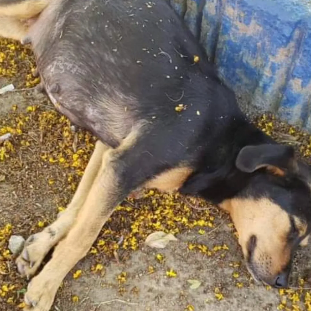 Luna antes do resgate